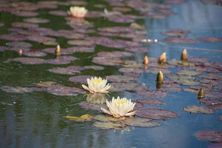Lake with a lot of pale yellow water lily flowers, buds and violet round leaves in sunny summer dayの写真素材