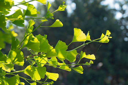 Branch of insolated fresh ginkgo biloba tree with spider web on blurred greenery multocolored floral background with some bokeh. Sunny dayの写真素材