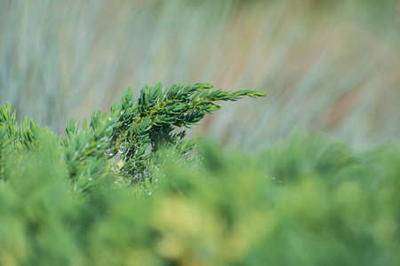 The fresh juniper branch with spiderweb and dew drops in the blurred multicolored background. Blurred foregroundの写真素材
