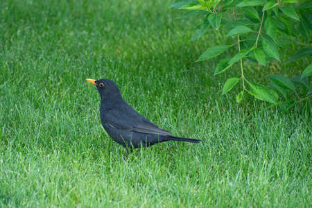 Charming lonely blackbird with bright yellow beak is on the green fresh grass near the green bush in sunny day closeupの写真素材