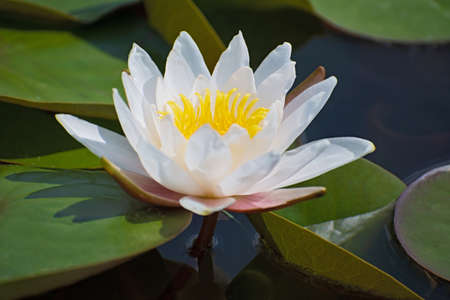 Lonely amazing white water lilies with bright yellowon center on green leaves backgroundの写真素材