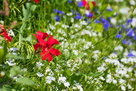 Meadow of fresh bright white, red and blue wildflowers on blurred greenery floral background. Sunny...