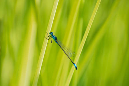 Amazing tender bright blue-dark dragonfly sits on a green stem in the blurred yellow green backgroundの写真素材
