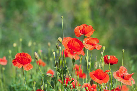 Meadow of fresh bright red wild poppies and buds on blurred greenery floral background in sunny day. Spring or summer timeの写真素材