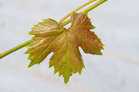 Vine with one fresh figured green- brown grape leaf closeup on light gray background. Using as summer or spring background naturalの写真素材