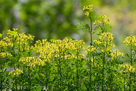 Insolated yellow small wildflowers of rue Ruta graveolens with long stems on blurred multicolored...