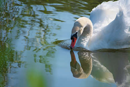 Charming white swan looks at its reflection in the water in summer sunny day closeupの写真素材