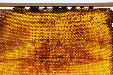 Insolated wooden frame with honeycombs closeupの写真素材