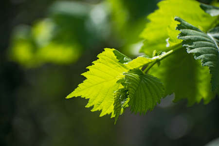 Branch of amazing green fresh figured leaves on blurred bright green backgroundの写真素材