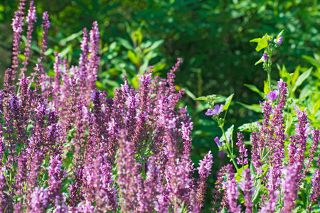 Bushes of violet wildflowers on blurred greenery background