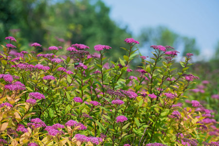 Meadow of dropwort flowers with bright green maybug on blurred multicolored floral background