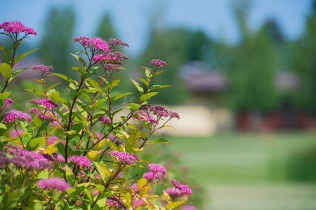 Beautiful bright pink meadowsweet flower bushes on blurred buildings and trees background