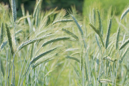 Green spikes of rye on blurred multicolored floral background closeupの写真素材