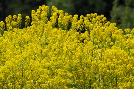 Close up view of bright yellow rapeseed field on blurred greenery floral backgroundの写真素材