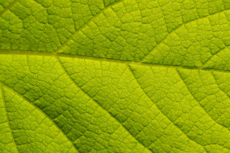 Closeup nature view of bright green leaf using as background natural. Super macroの写真素材