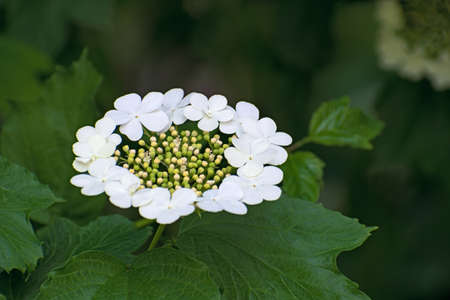 Lonely inflorescence of blooming guelder rose on blurred green floral background. Spring or summer timeの写真素材
