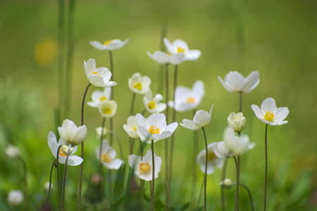 Meadow of beautifil white anemone flowers on blurred light green floral background. Spring or summer timeの写真素材