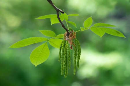 Branch of green fresh leaves closeup on blurred green floral background. Spring background.の写真素材