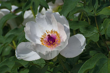 Lonely white pion flower on green leaves background closeupの写真素材