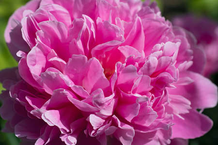 Beautiful bright pink pion. Super macro. Using as background naturalの写真素材