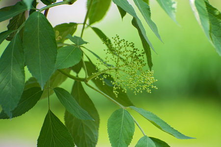 Branch of green leaves and inflorescence of small green buds on blurred green floral background.