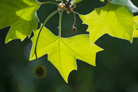 Branch of sycamore with green fresh leaves and one round fruit closeup on blurred dark-green floral background.の写真素材