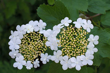 Two inflorescences of blooming viburnum flowers on green leaves backgroundの写真素材