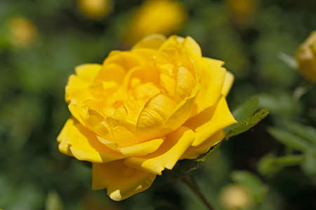 Lonely bright yellow rose flower closeup on the blurred floral background. Spring or simmer timeの写真素材