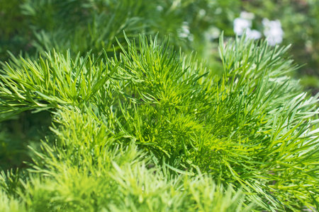 Closeup view of figured fresh long grass on blurred greenery floral background. Using as spring...