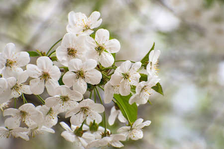 The beautiful blooming white cherry branch on blurred multicolored floral background. Flowering cherryの写真素材