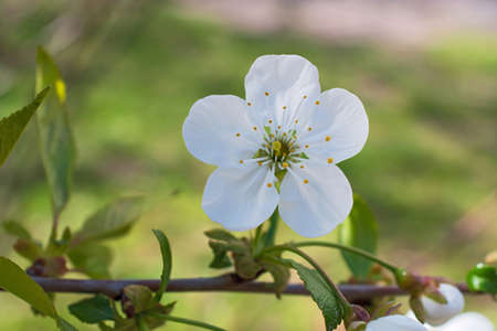 The beautiful sprig of cherry tree with lonely big flower on blurred blue floral background. Using as spring background natural. Macroの写真素材