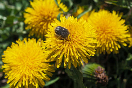 Dark brown fluffy beetle in pollen flowers is on juicy yellow dandelion flower closeup. Spring or summer timeの写真素材