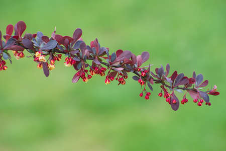 Beautiful branch of barberry flowers with violet leaves closeup on blurred green floral background in sunny day. Flowering timeの写真素材