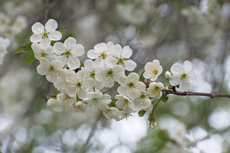 Beautiful cherry blossom branch with green leaves on blurred gray - green floral background closeup with a lot of bokeh. It's a nasty dayの写真素材