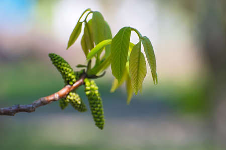 Nature view of branch with beautiful fresh leaves and blossom seeds on blurred light multicolored floral background closeupの写真素材