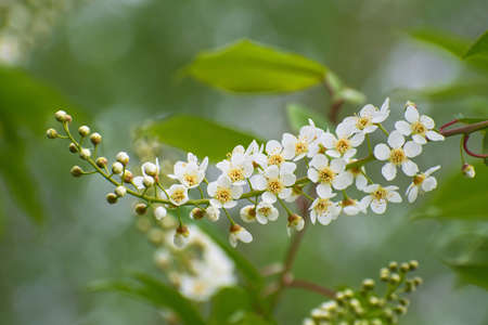 The charming bird cherry branch with tender white flowers and buds closeup on blurred greenery floral backgroundの写真素材