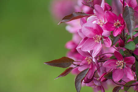 The beautiful blooming wild pink cherry branch on blurred green floral background with copy space. Flowering cherry.の写真素材