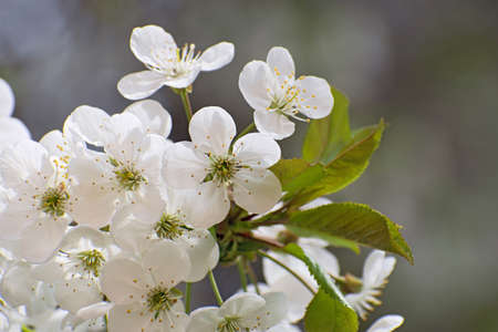Beautiful cherry blossom branch with green leaves on blurred gray - green floral background closeupの写真素材