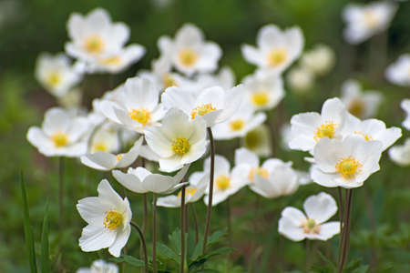 Amazing fresh white anemone flowers on the blurred multicolored floral background. Flowering timeの写真素材