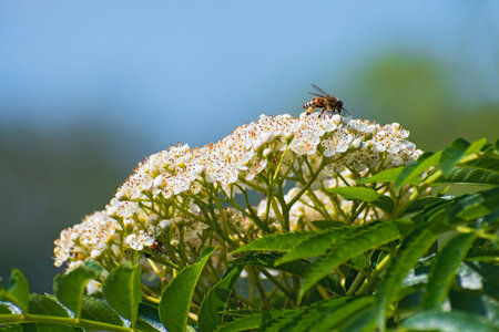 Lonely bee is on the blooming white rowan flowers on blue sky background in sunny day. Beautiful...