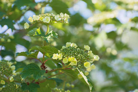 Beautiful branch of yellow viburnum and fresh green leaves on blurred multicolored floral background with a lot of bokeh in sunny dayの写真素材