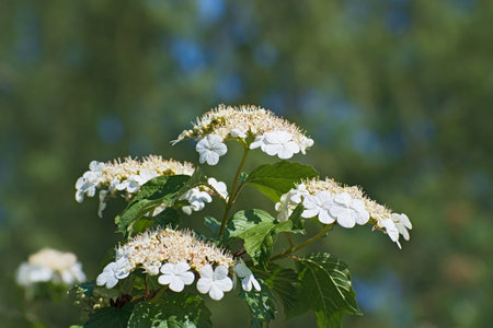 The branch with inflorescences of white guelder rose flowers on multicolored floral background....