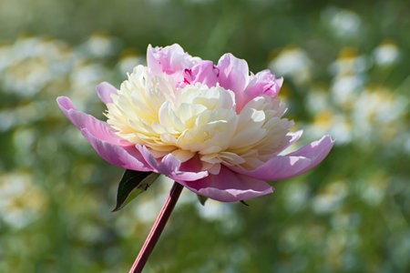 Beautiful lonely light pink - pale yellow terry pion flower on blurred wild chamomile flowers background.の写真素材