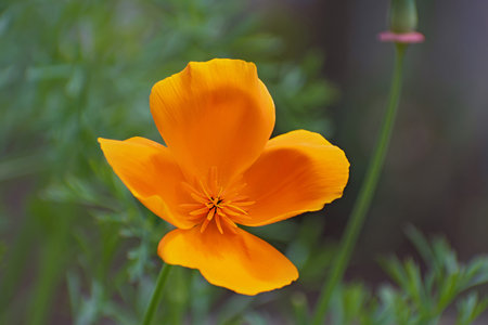 Macro view of lonely fresh bright orange - yellow californian poppy flower on blurred greenery floral background in sunny dayの写真素材