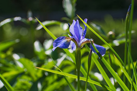 Lonely bright blue iris flower among fresh green grass on blurred green background in sunny dayの写真素材