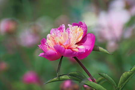 Sprig of amazing terry bright pink - cream pion flower with long green leaves on blurred light floral background with some bokehの写真素材