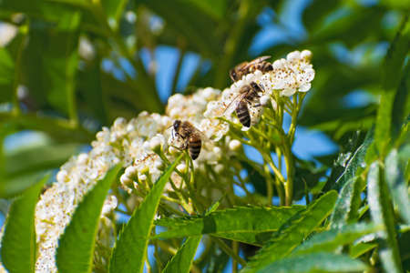 Three beautiful bees is on the blooming white rowan flowers on blurred floral background closeupの写真素材
