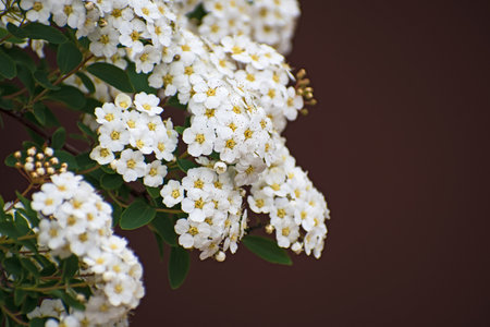 The branch with inflorescences of white spirea flowers and green leaves on blurred dark burgundy background with copy spaceの写真素材