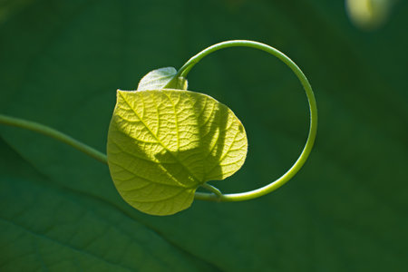 Delicate lonely insolated fresh heart shaped leaves with curl on blurred green floral backgroundの写真素材