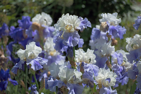 Meadow of beautiful white - blue iris flowers in blurred greenery floral background with some bokeh. Spring or summer timeの写真素材